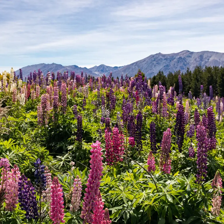 milford road wildflowers with mountains and tree lines in the background