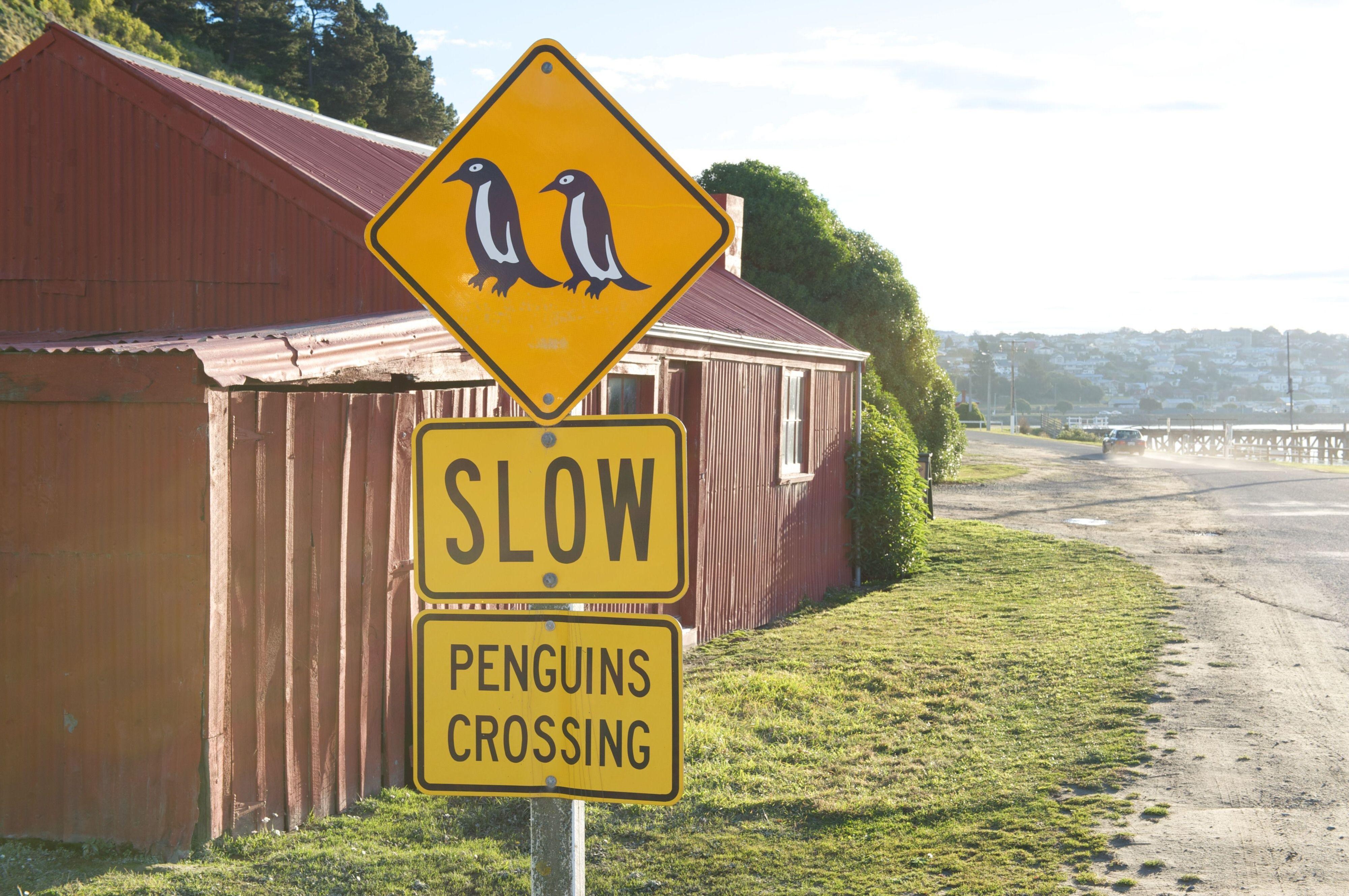 Straßenschild, das vor einer Pinguinkreuzung warnt