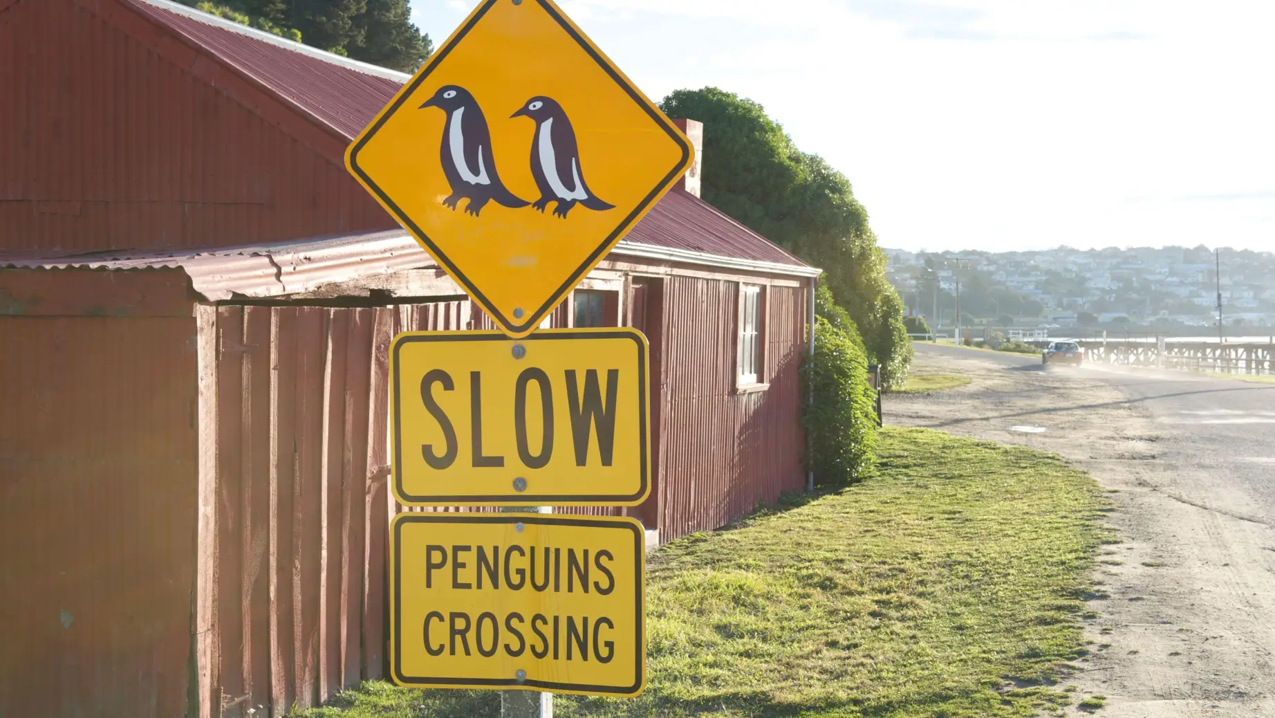 Straßenschild, das vor einer Pinguinkreuzung warnt