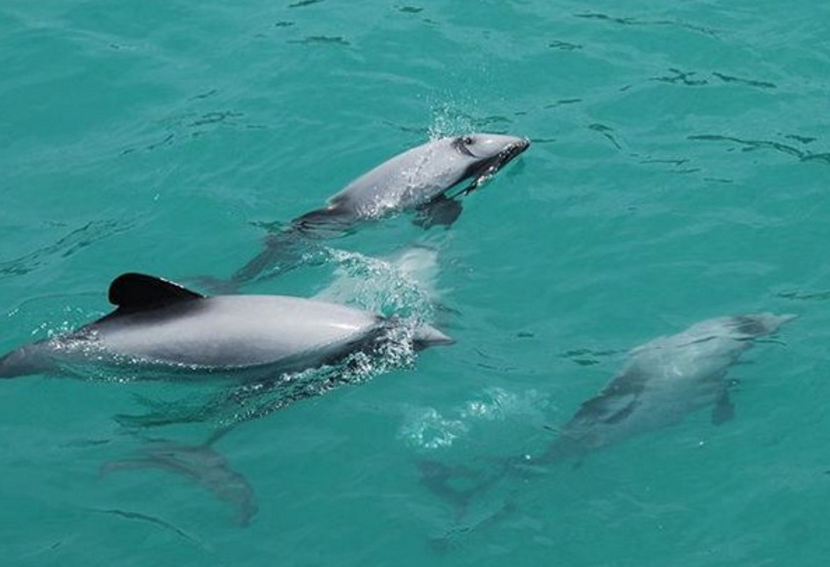 Nz black cat cruises dolphin swimming 3 partner adventure