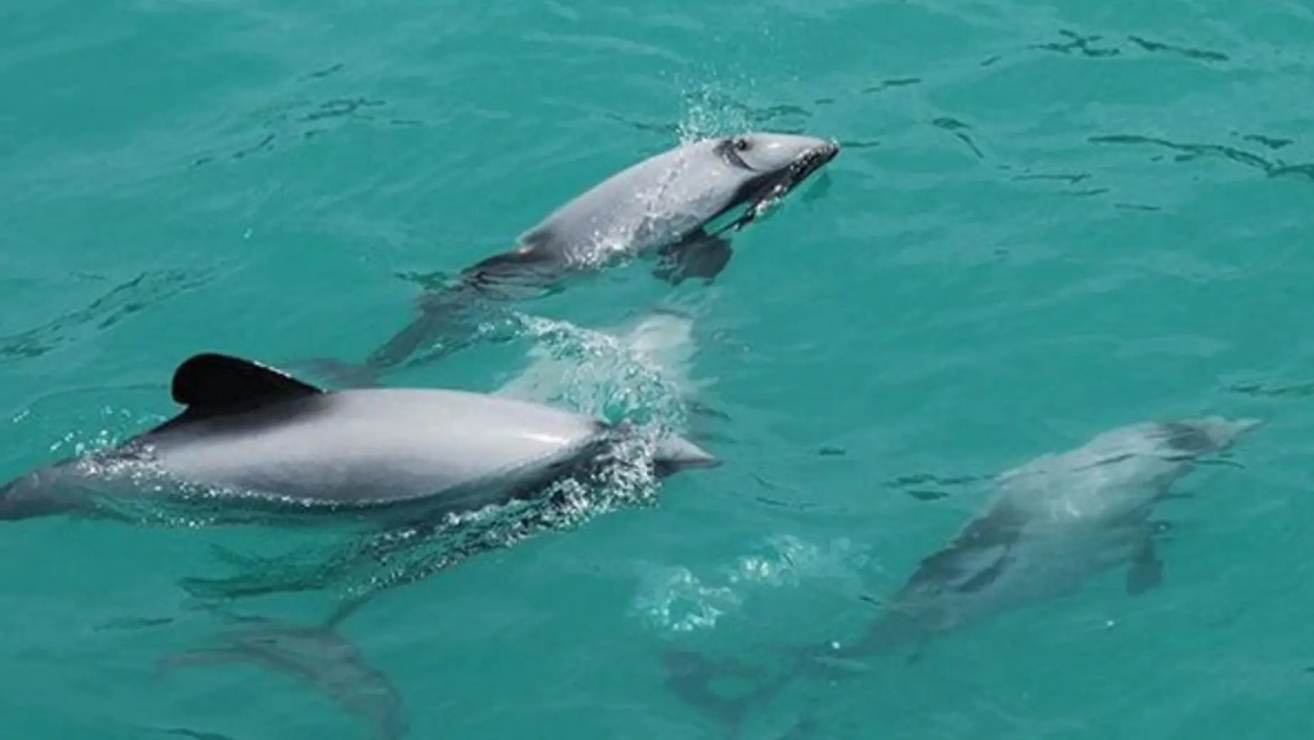 Nz black cat cruises dolphin swimming 3 partner adventure