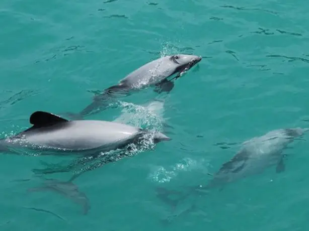 Nz black cat cruises dolphin swimming 3 partner adventure