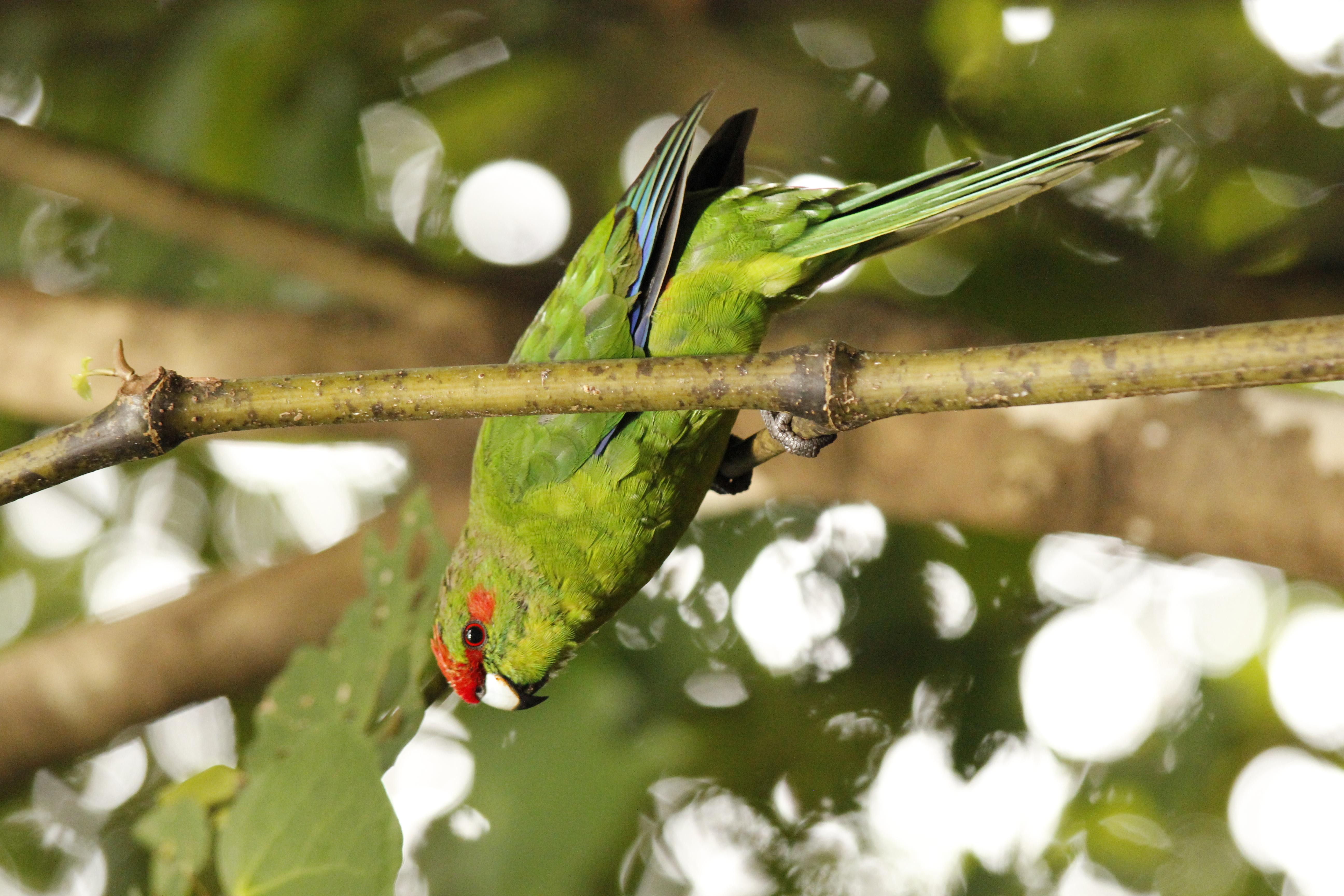 Nz kapiti island colorful bird solo partner see and do easy going