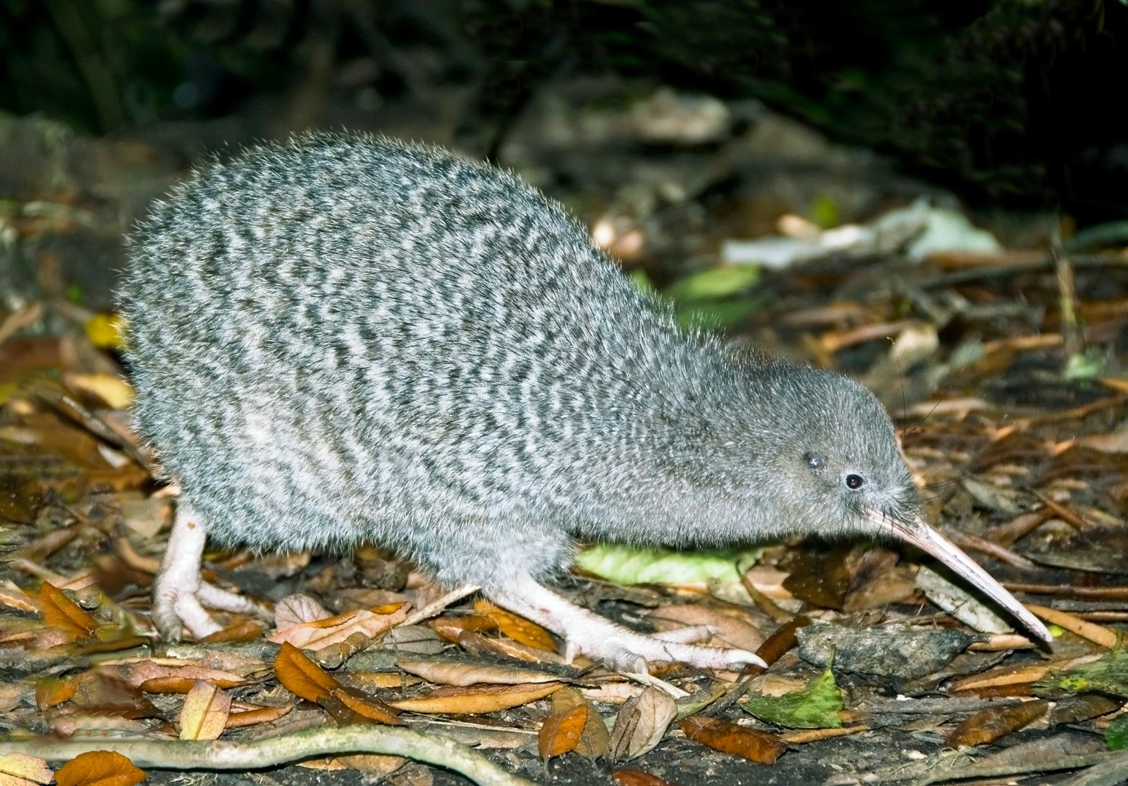 Kiwi in Neuseeland, gesehen mit Stewart Island Kiwi Encounter Partner