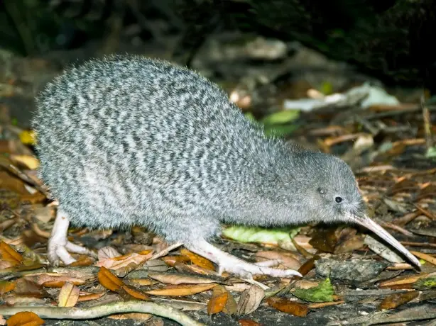 Kiwi in Neuseeland, gesehen mit Stewart Island Kiwi Encounter Partner