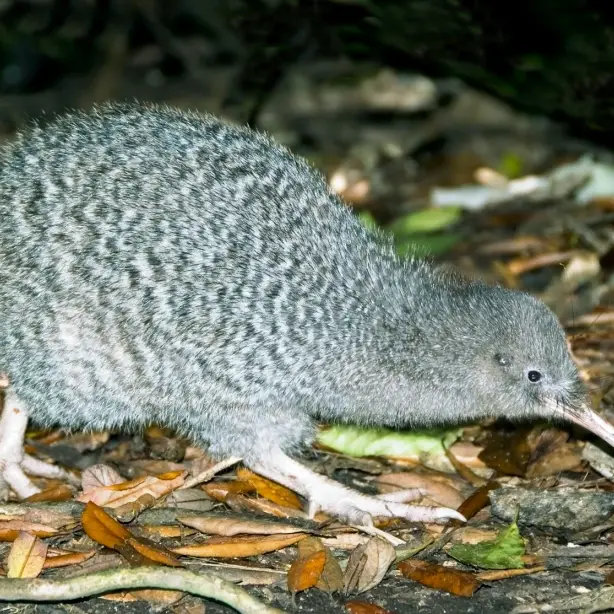 Kiwi in Neuseeland, gesehen mit Stewart Island Kiwi Encounter Partner