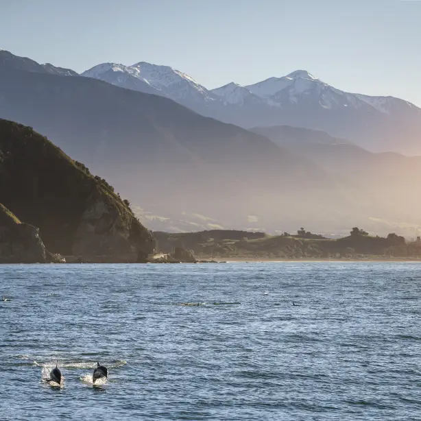 7843 Kaikoura Canterbury Miles Holden 1