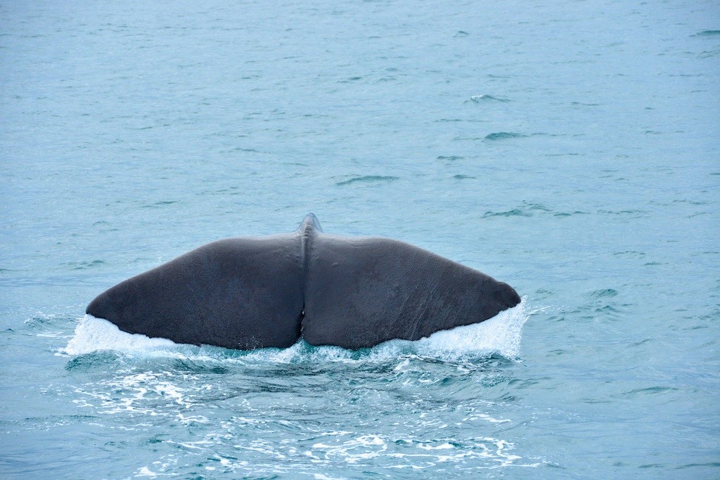 Whalewatching02