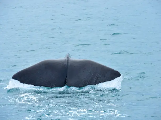Whalewatching02