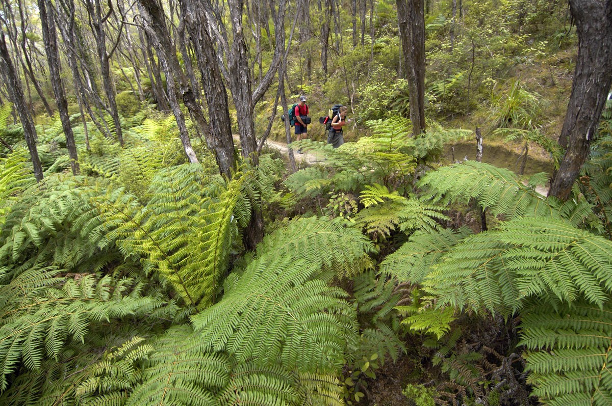 1192 Abel Tasman Kayaks 1576020462 ATK walking in park org