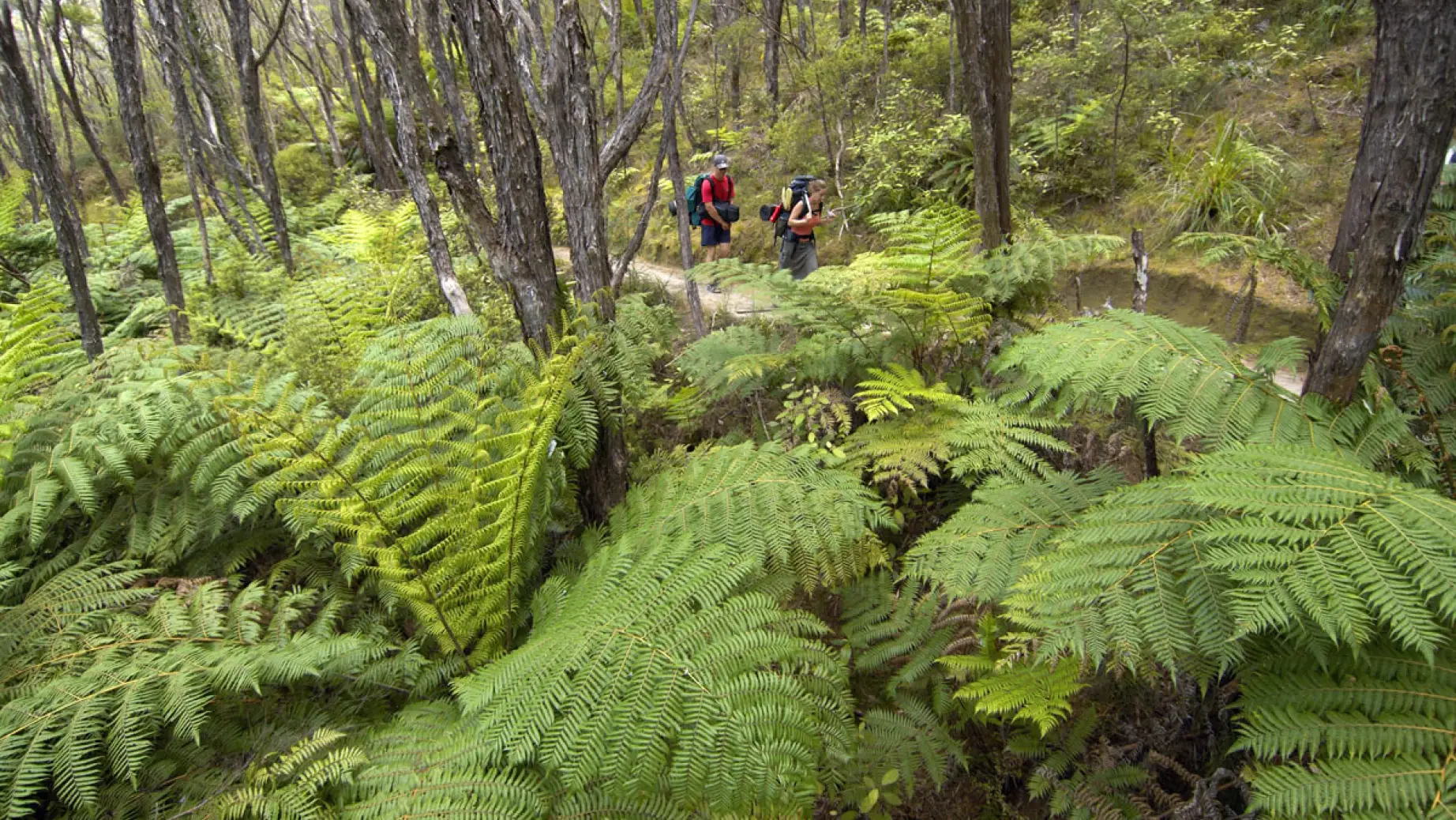 1192 Abel Tasman Kayaks 1576020462 ATK walking in park org