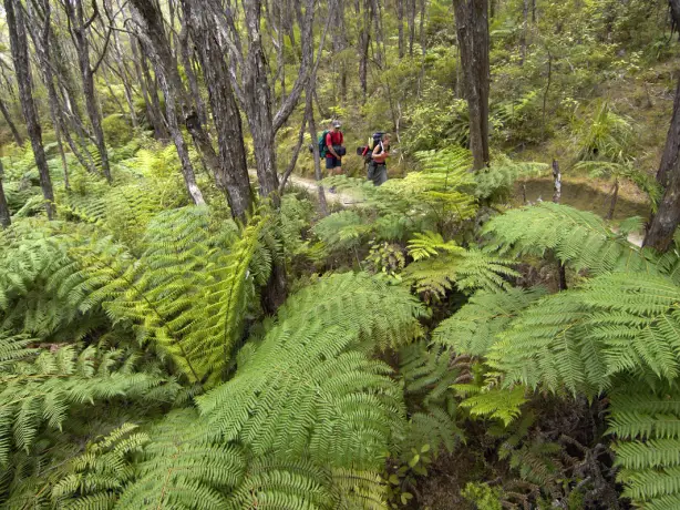 1192 Abel Tasman Kayaks 1576020462 ATK walking in park org