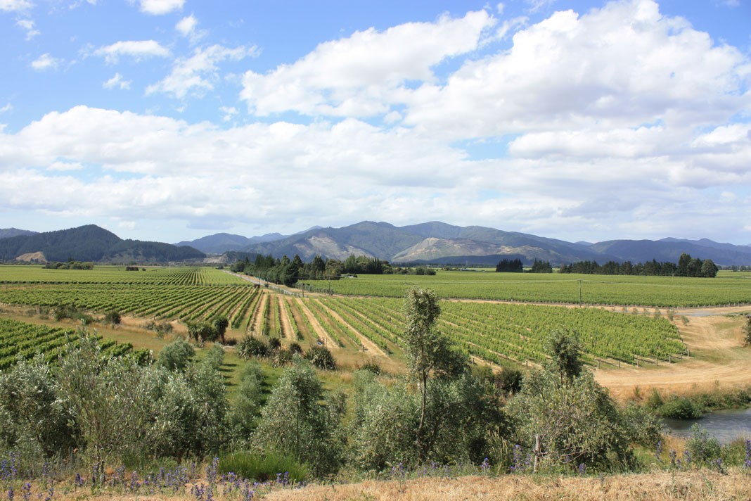 Neuseeland Marlborough Weintour Aktivität