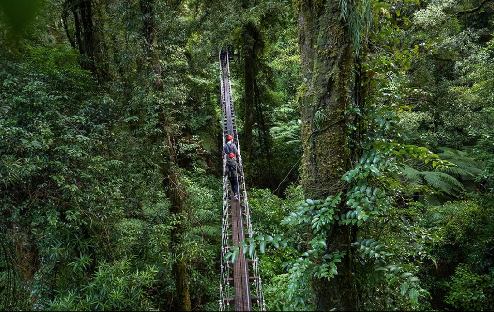 nz-north Rotorua Canopy Tours