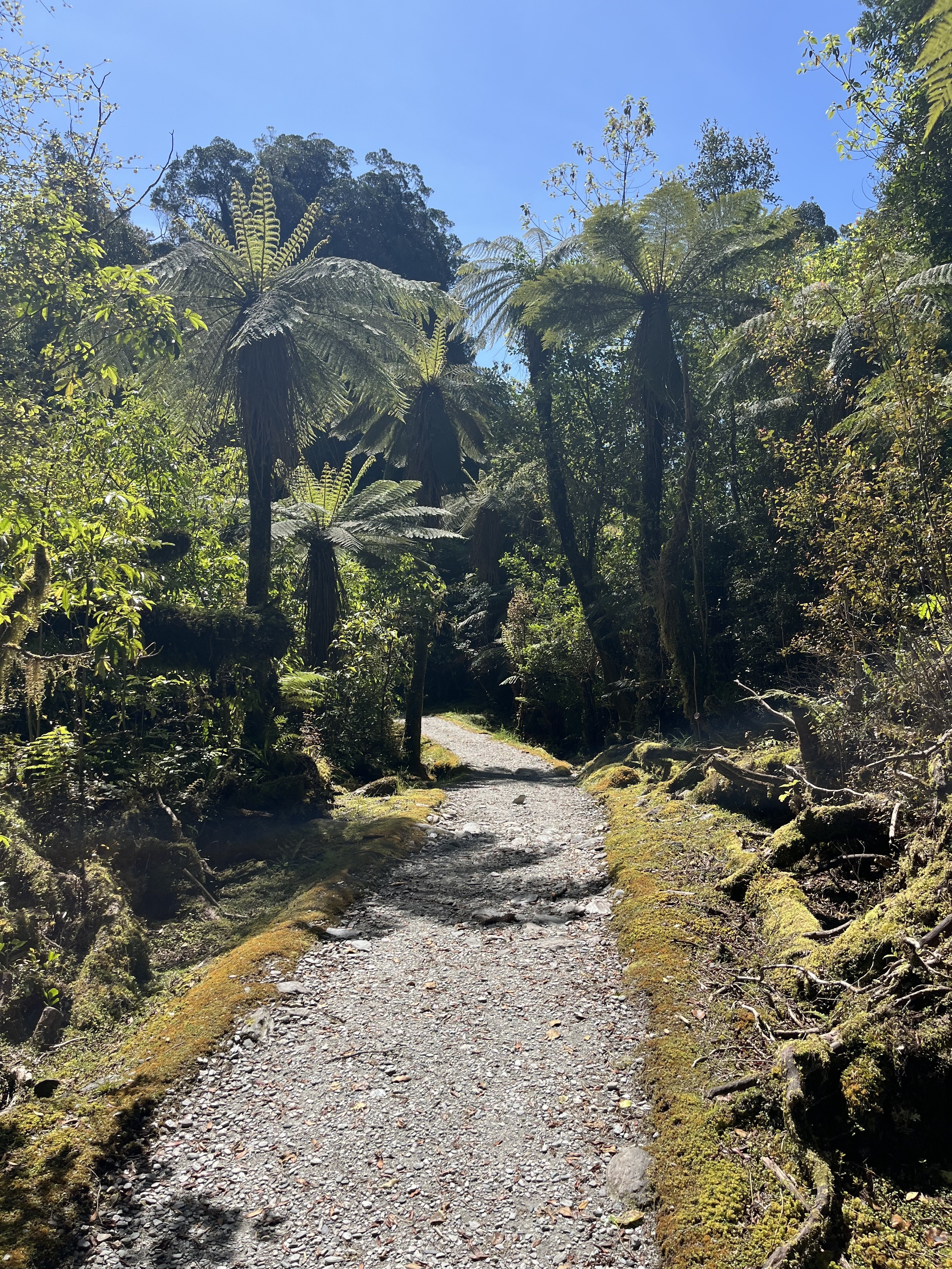 NZ trees clients Sauer