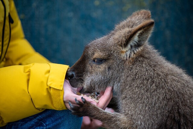 Kangoeroe eet uit hand Review familie Linke
