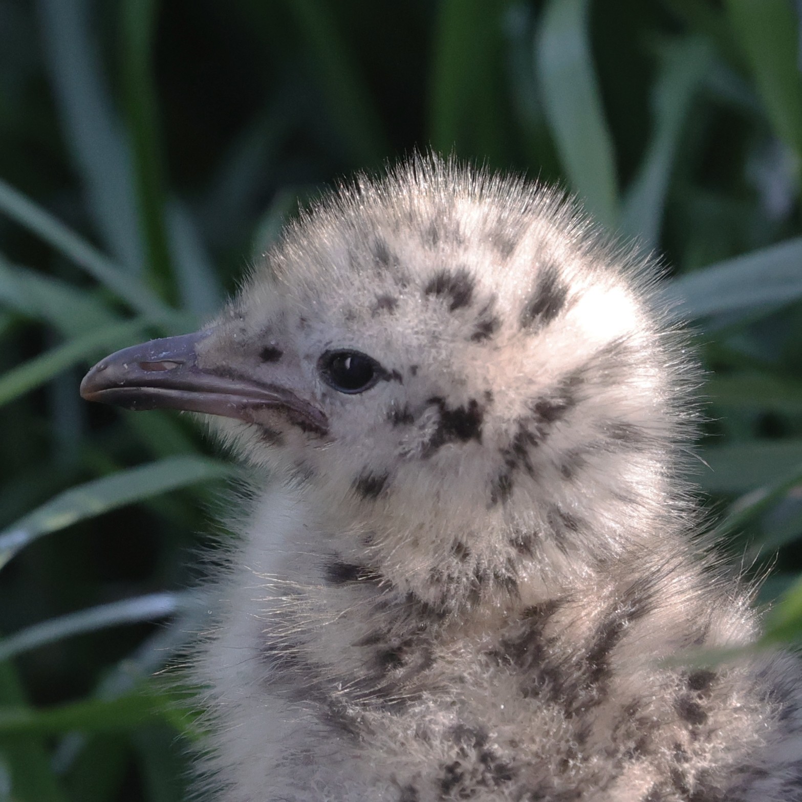 NZ jonge vogel D vd Noordt