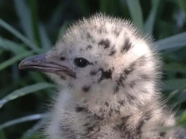 NZ jonge vogel D vd Noordt
