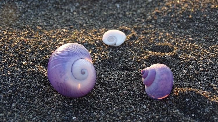 Nz odette dieter beach shells client review