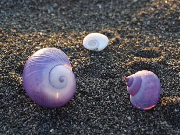 Nz odette dieter beach shells client review