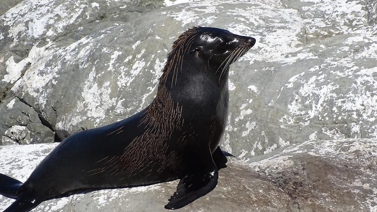 Nz odette dieter seal client review