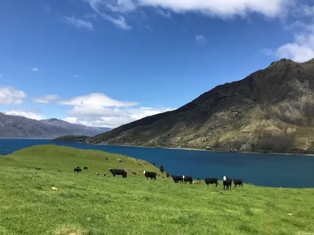 Nz kim beatrice cows lake client review