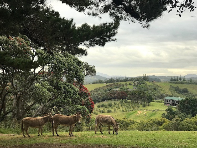 Nz kim beatrice donkey client review