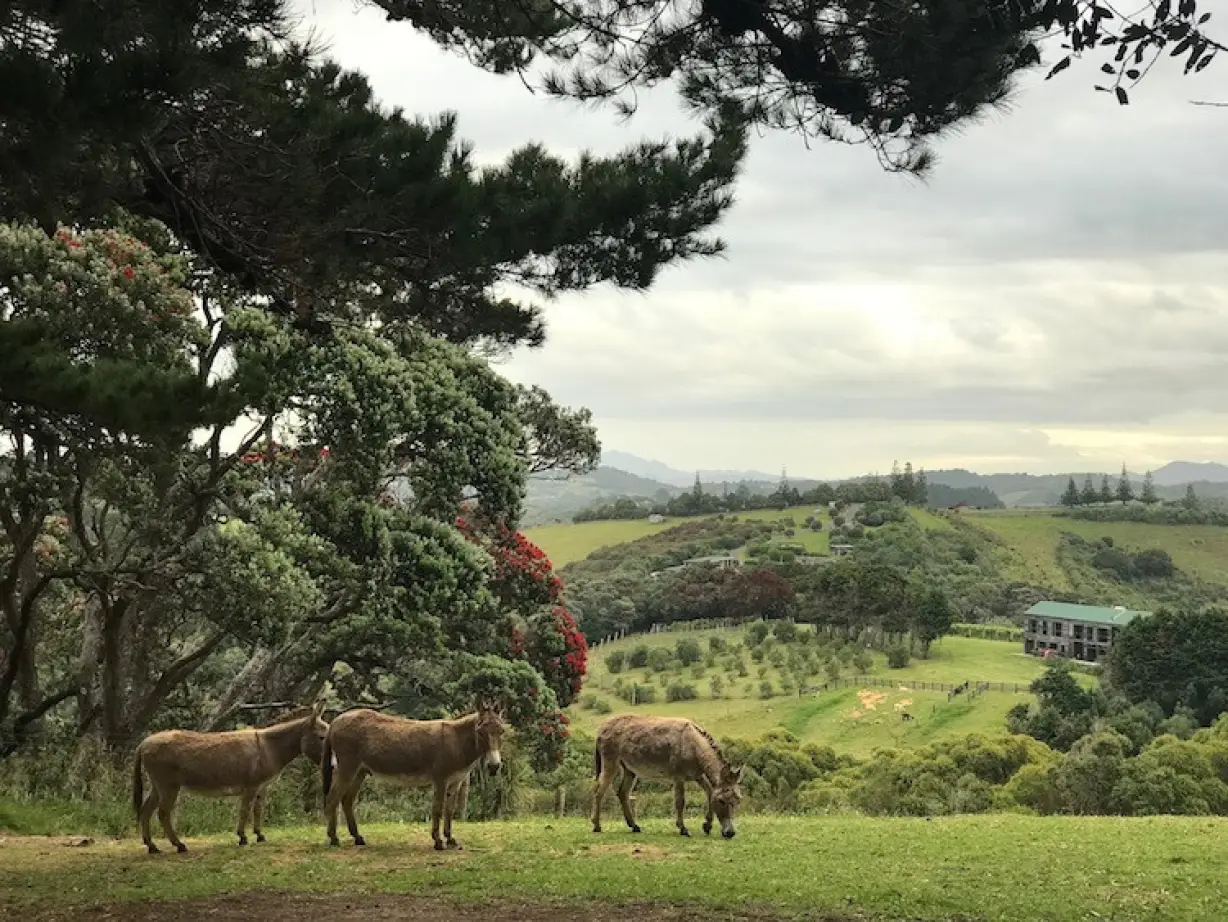 Nz kim beatrice donkey client review