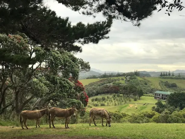 Nz kim beatrice donkey client review