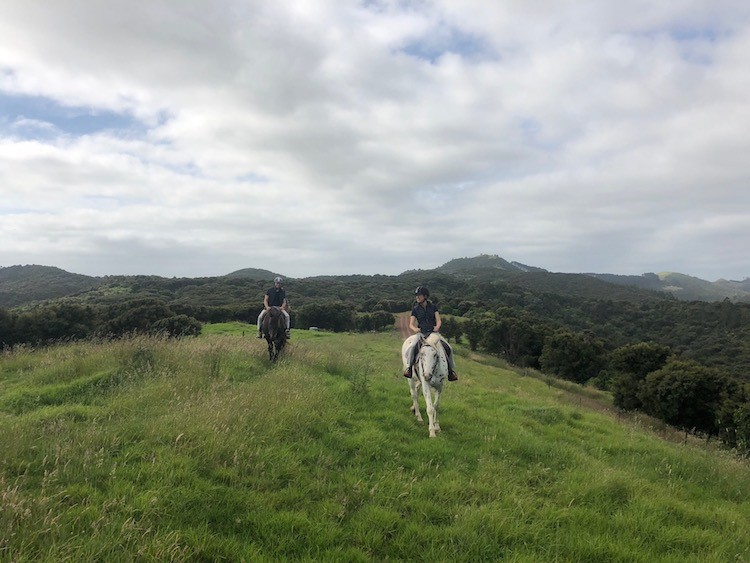 Nz kim beatrice horse riding client review
