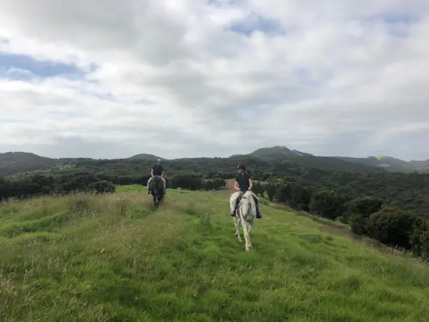 Nz kim beatrice horse riding client review