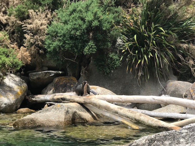 Nz kim beatrice seal kaikoura client review