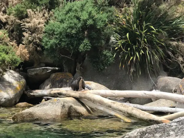 Nz kim beatrice seal kaikoura client review