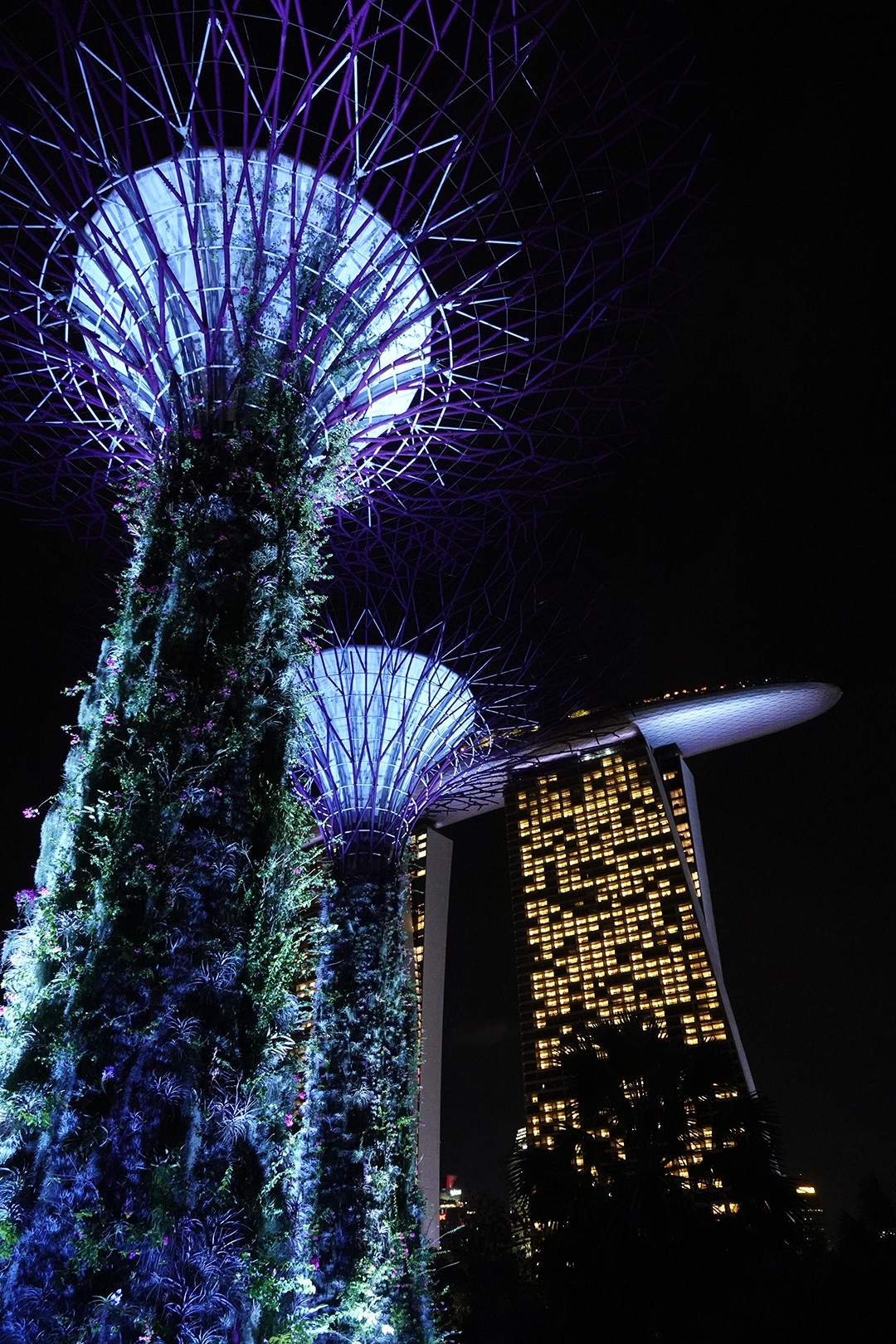 AUS review corerica Supertree Grove at night 1 in Singapore