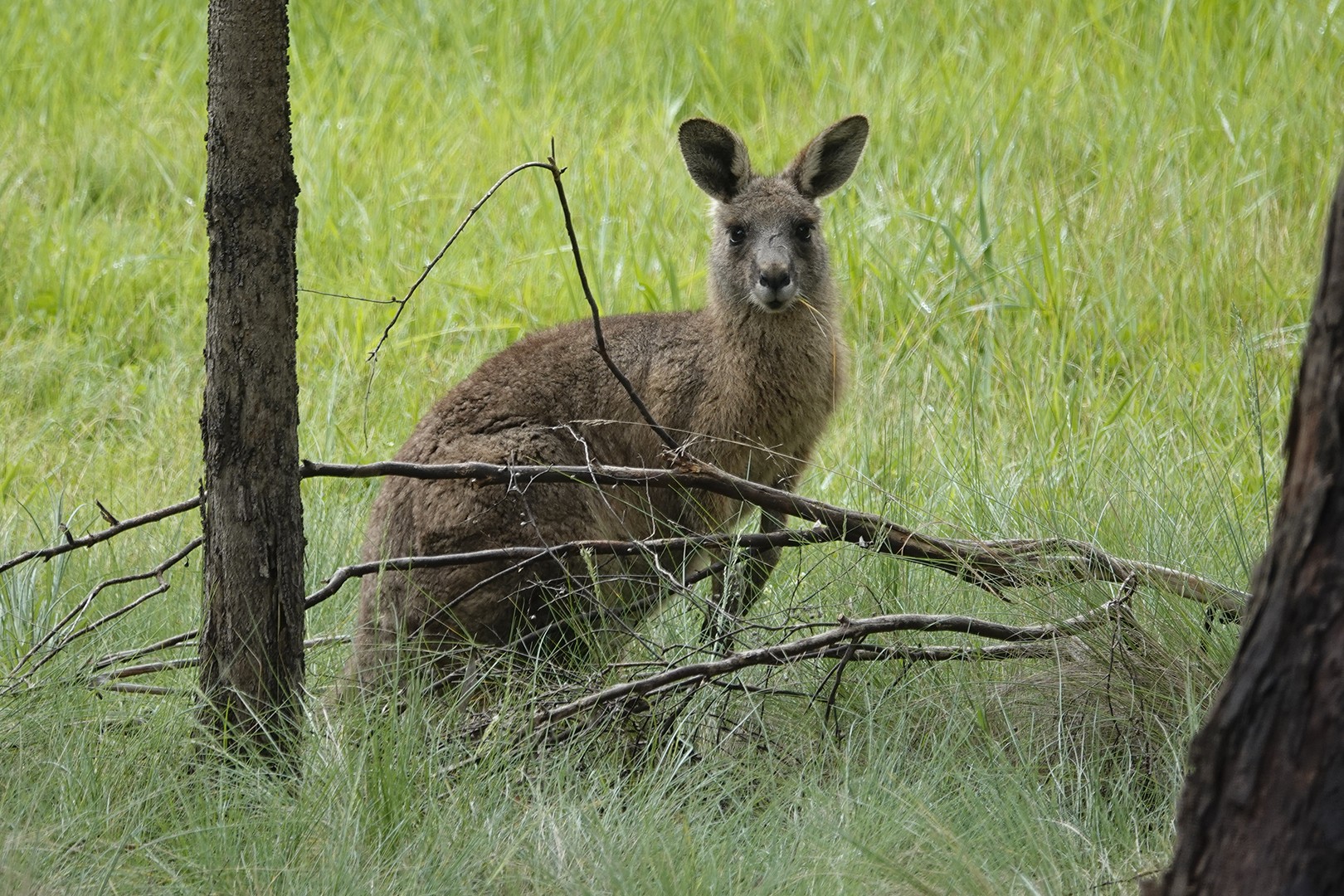 AUS review corerica kangoeroe in Dunkeld