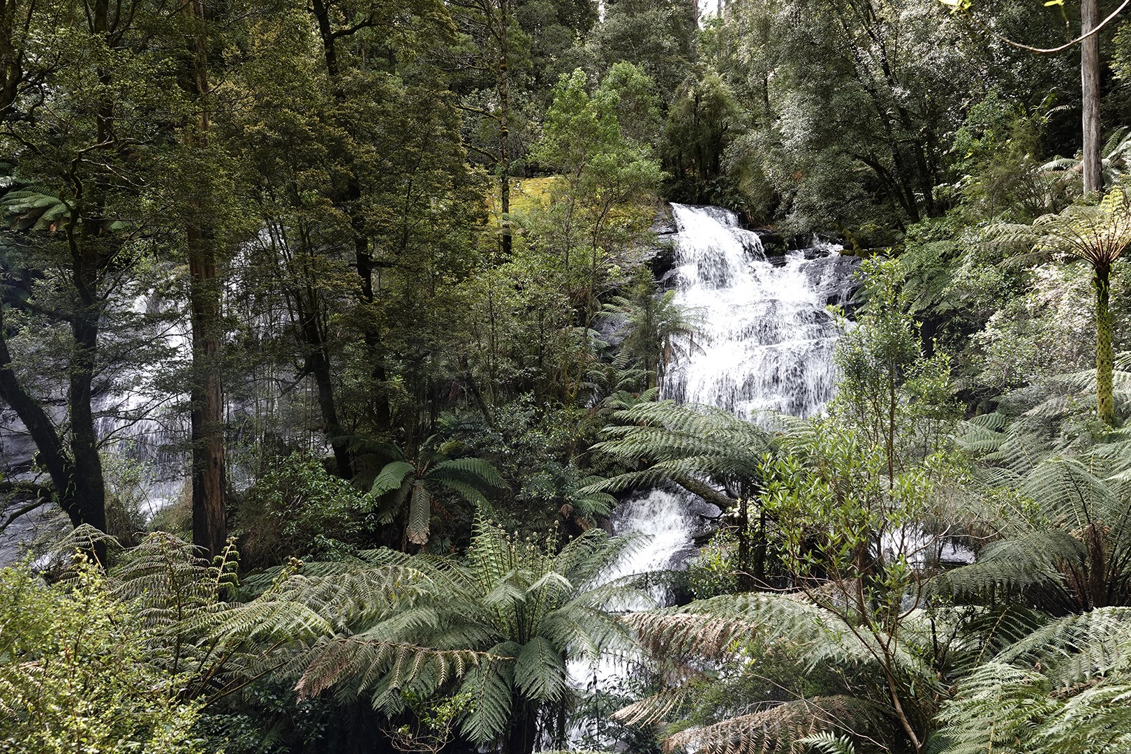 AUS review corerica wandeling naar Triplet Falls 2 in Otway National Park