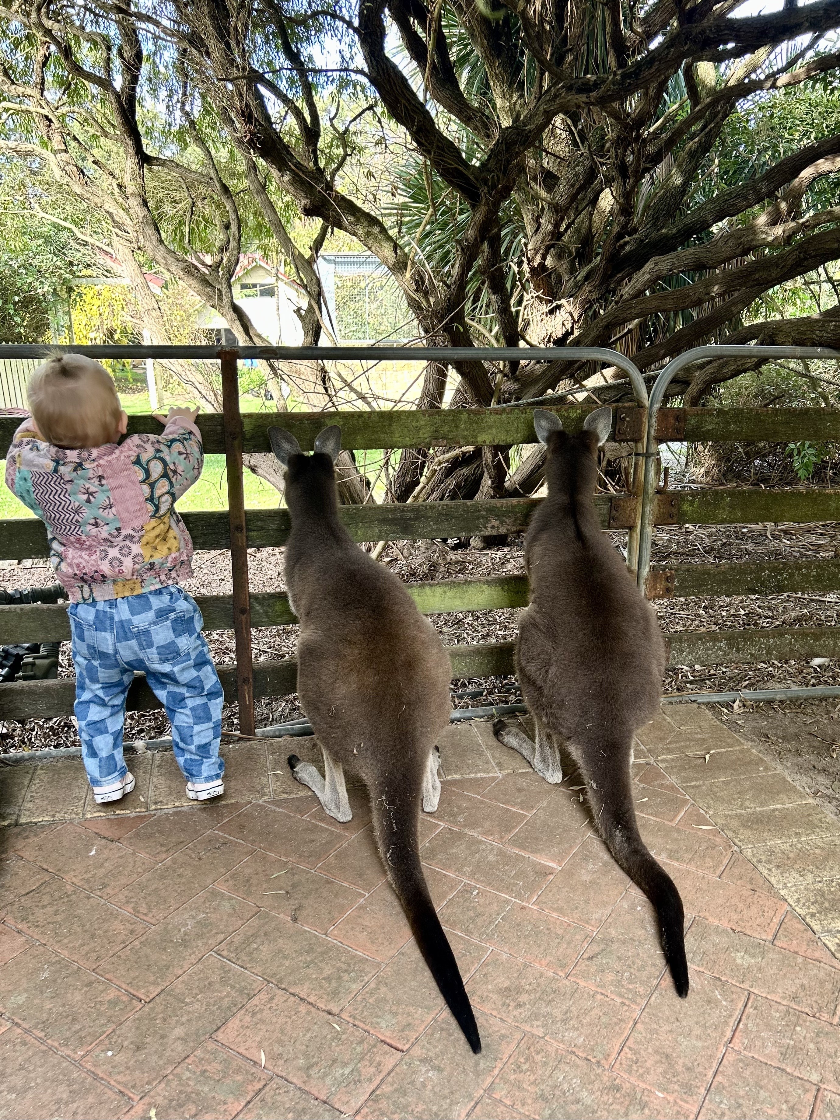 TE6