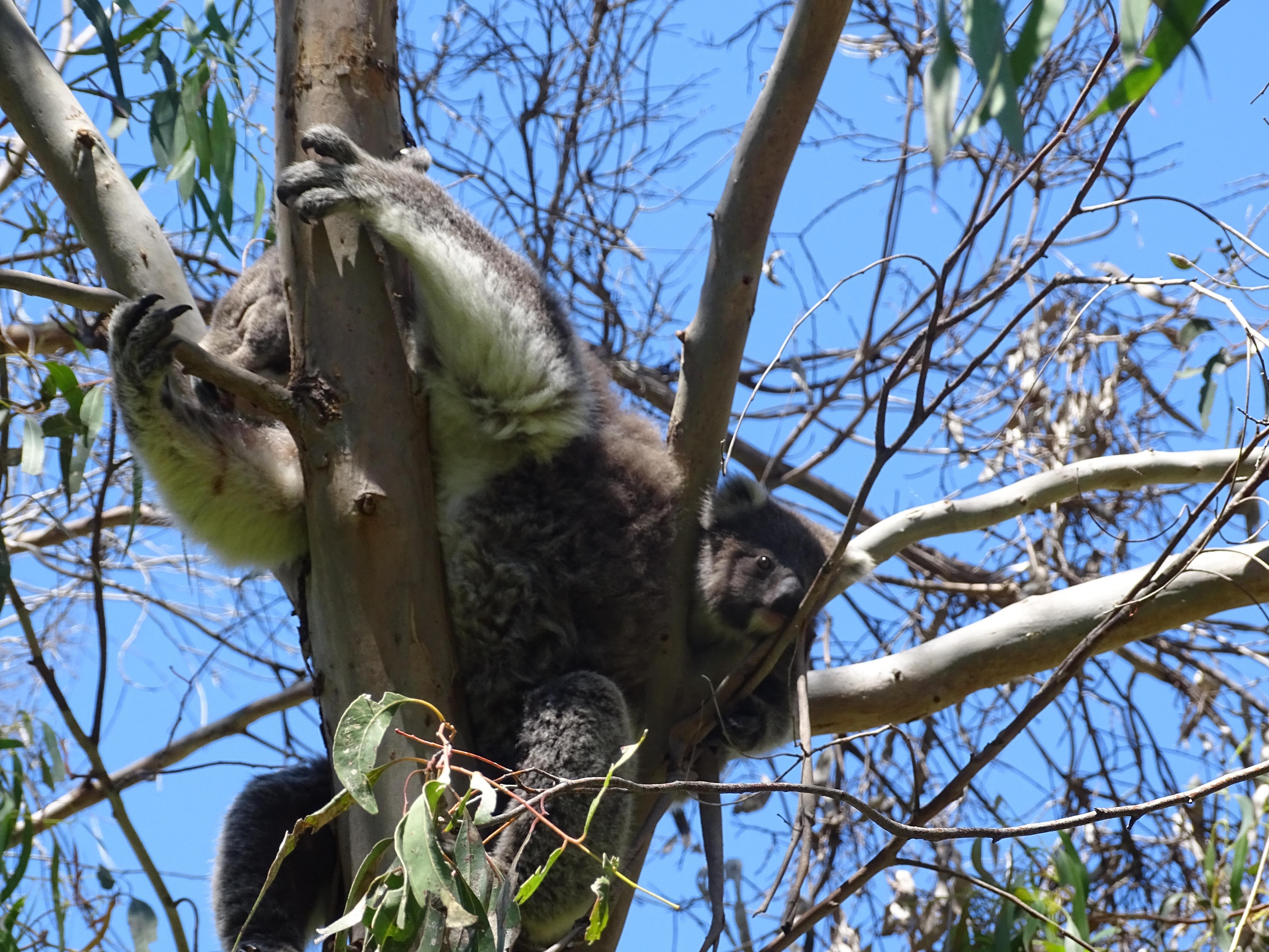 Family van holland koala