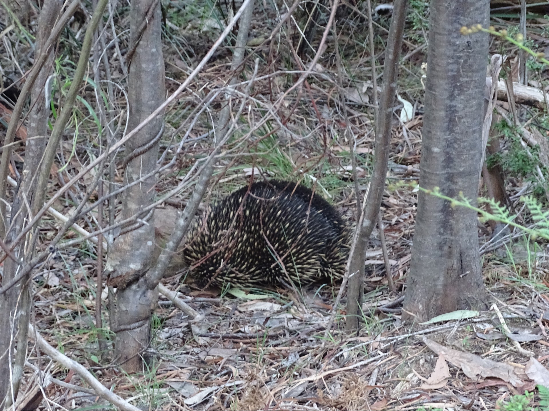 Family van holland echidna in grampians