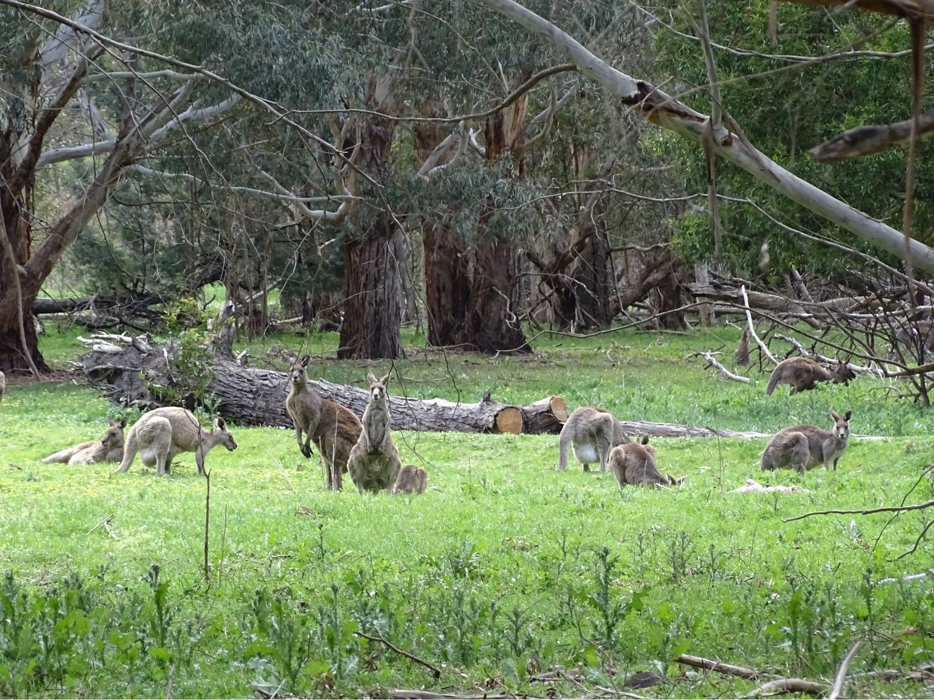 Family van holland kangaroos in the grampians