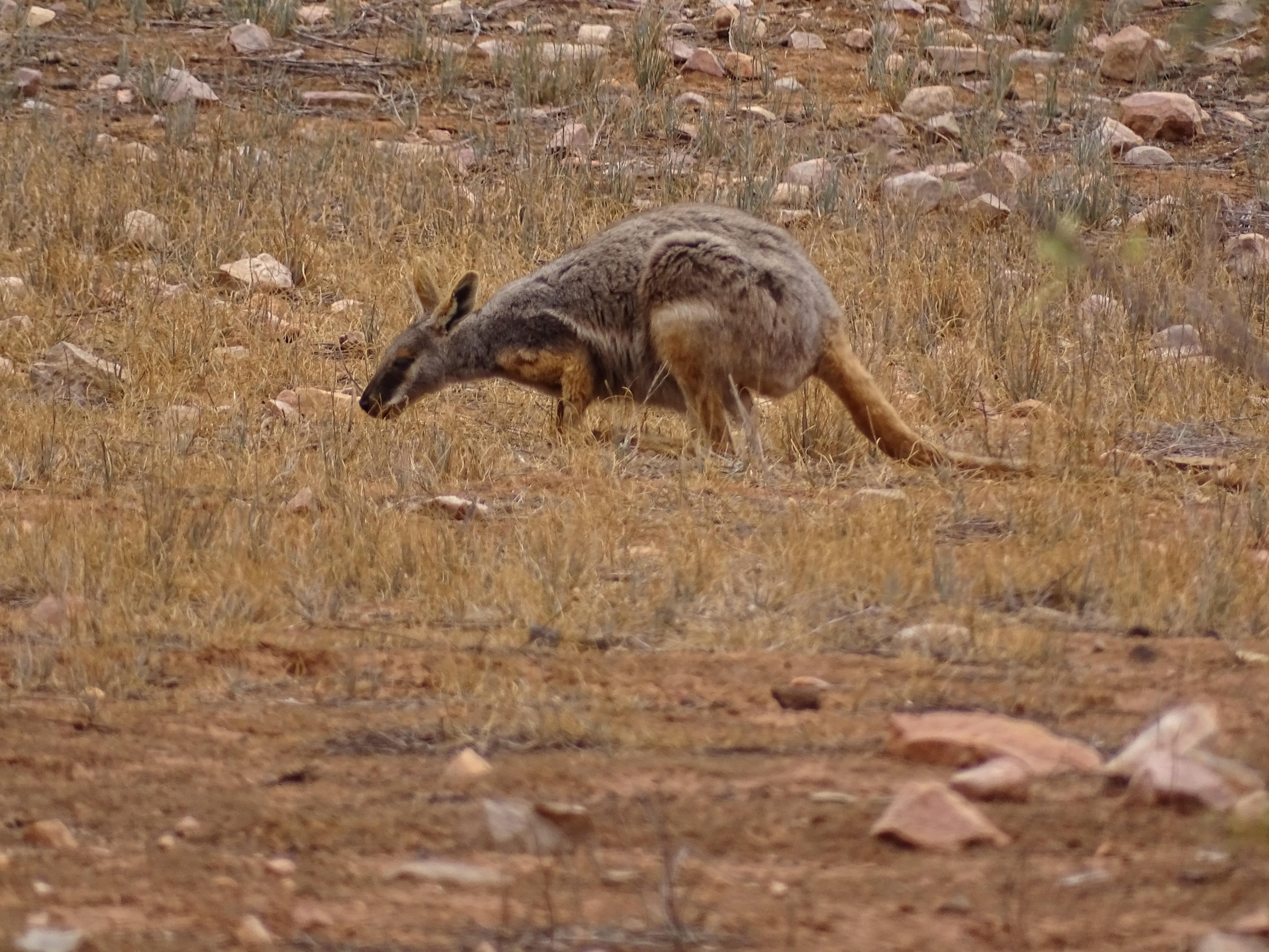 Family van holland yellow footed rock wallaby