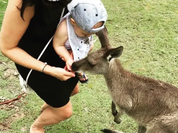 Aus louie kangaroo