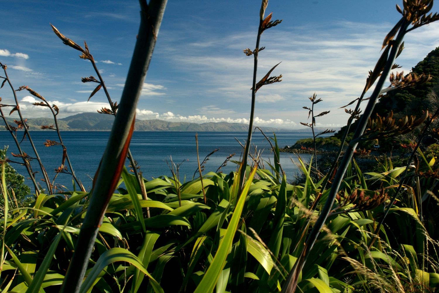 Blick durch Gräser auf Wasser in Neuseeland