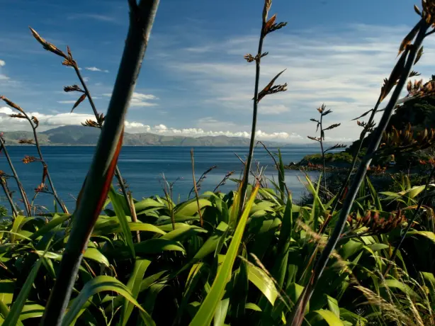 Blick durch Gräser auf Wasser in Neuseeland