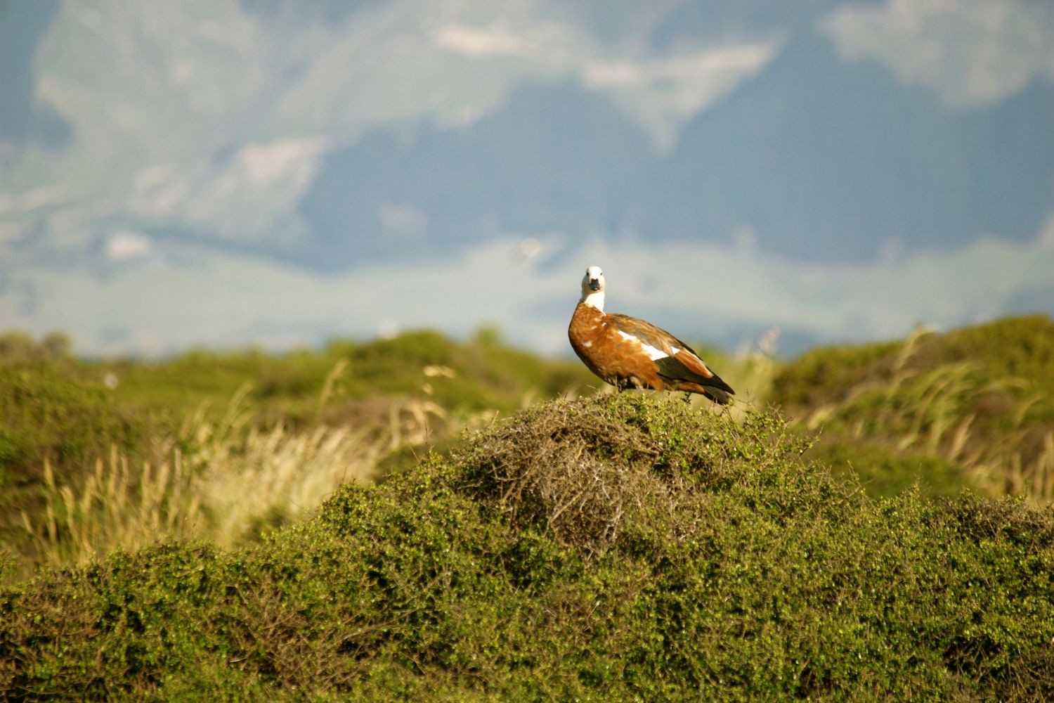 Ente sitzt auf Grashügel in Neuseeland
