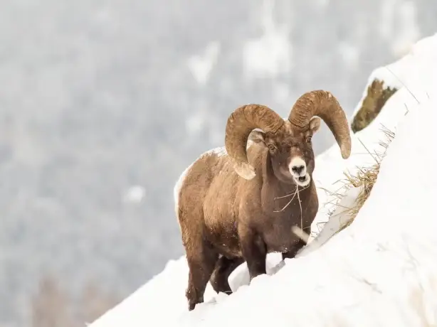 Unitedstates yellowstone wildlife winter daniel lloyd blunk fernandez unsplash