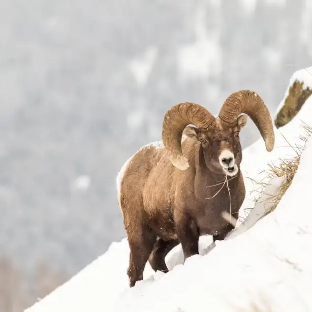 Bighorn sheep op een besneeuwde bergwand in Yellowstone National Park