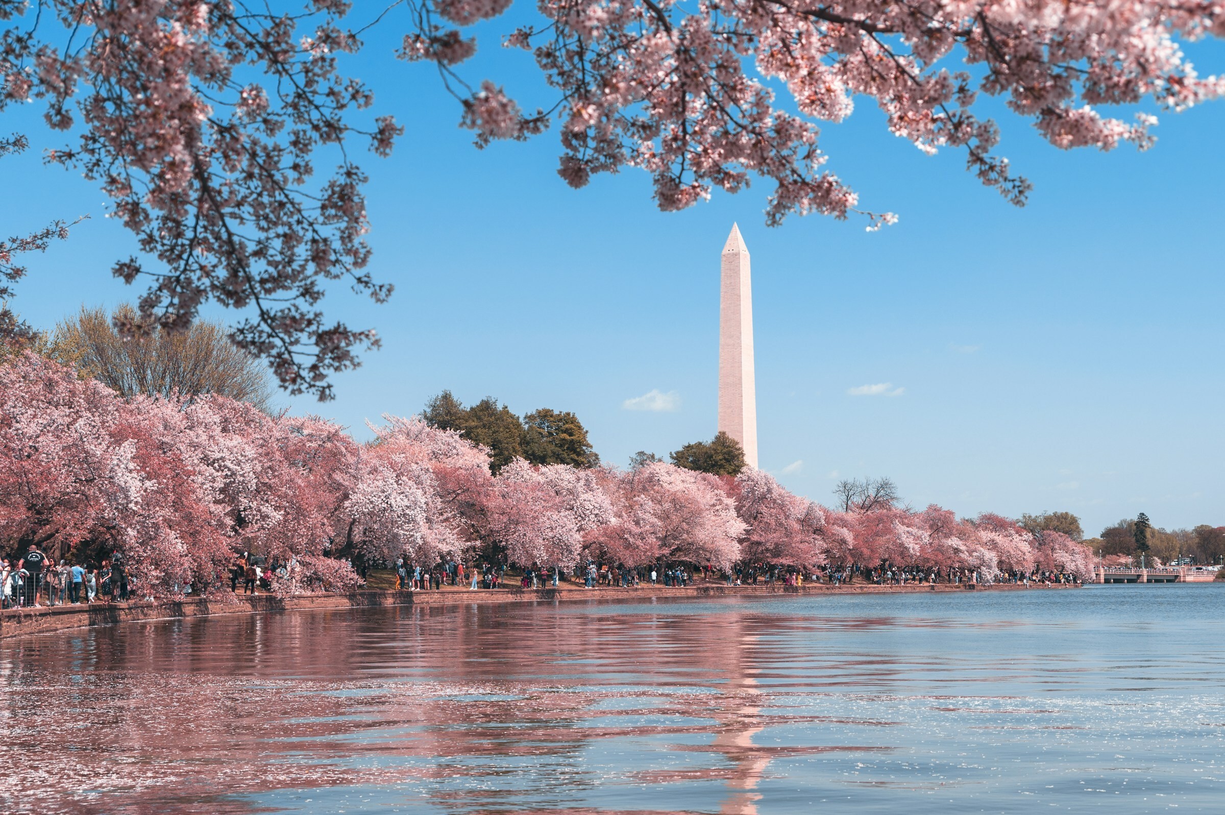 An einem strahlenden Frühlingstag säumen rosa blühende Bäume den Fluss in Washington D.C., im Hintergrund ist das Washington Monument zu sehen