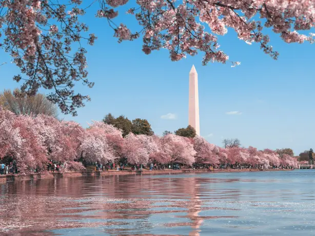 An einem strahlenden Frühlingstag säumen rosa blühende Bäume den Fluss in Washington D.C., im Hintergrund ist das Washington Monument zu sehen