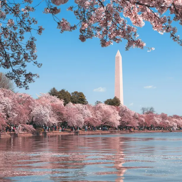 An einem strahlenden Frühlingstag säumen rosa blühende Bäume den Fluss in Washington D.C., im Hintergrund ist das Washington Monument zu sehen